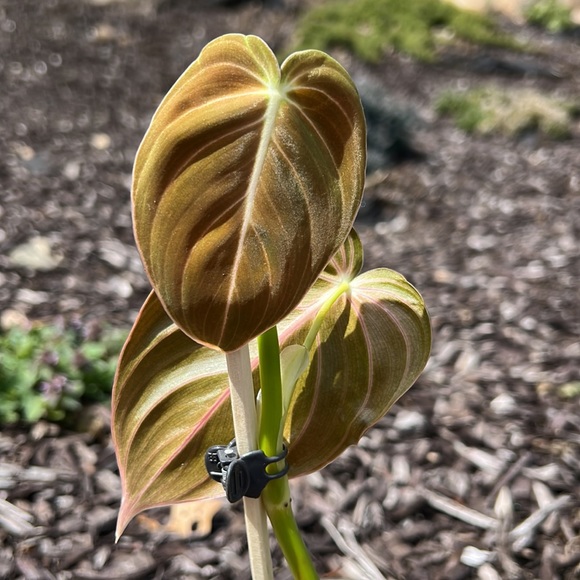 Philodendron melanochrysum - Picture 4 of 7